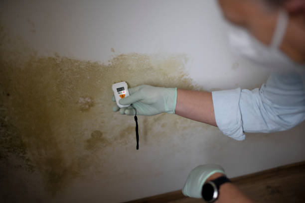 Best Home Mold Removal  in Soulsbyville, CA